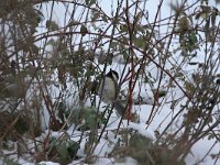 Parus lugubris 2, Rouwmees, Saxifraga-Dirk Hilbers