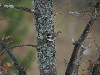 Parus lugubris 3, Rouwmees, Saxifraga-Dirk Hilbers