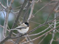 Parus lugubris 4, Rouwmees, Saxifraga-Dirk Hilbers