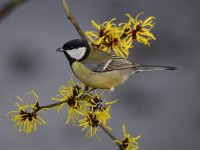 Parus major 104, Koolmees, Saxifraga-Luuk Vermeer