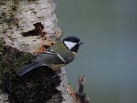 Parus major 109, Koolmees, Saxifraga-Luuk Vermeer