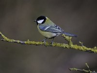 Parus major 111, Koolmees, Saxifraga-Luuk Vermeer