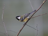 Parus major 112, Koolmees, Saxifraga-Luuk Vermeer