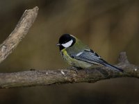 Parus major 115, Koolmees, Saxifraga-Luuk Vermeer