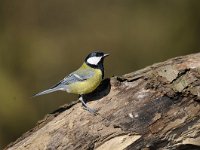 Parus major 123, Koolmees, Saxifraga-Luuk Vermeer