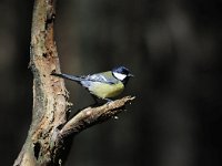 Parus major 126, Koolmees, Saxifraga-Luuk Vermeer