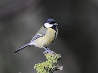 Parus major 128, Koolmees, Saxifraga-Luuk Vermeer