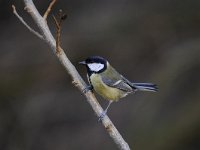 Parus major 129, Koolmees, Saxifraga-Luuk Vermeer