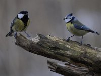 Parus major 136, Koolmees, Saxifraga-Luuk Vermeer