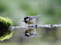 Parus major 147, Koolmees, Saxifraga-Luuk Vermeer