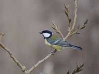 Parus major 148, Koolmees, Saxifraga-Luuk Vermeer