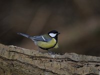 Parus major 153, Koolmees, Saxifraga-Luuk Vermeer