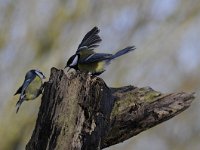 Parus major 154, Koolmees, Saxifraga-Luuk Vermeer