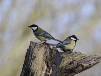 Parus major 155, Koolmees, Saxifraga-Luuk Vermeer