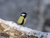 Parus major 161, Koolmees, Saxifraga-Luuk Vermeer