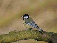 Parus major 168, Koolmees, Saxifraga-Luuk Vermeer