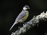 Parus major 169, Koolmees, Saxifraga-Luuk Vermeer