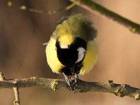 Parus major 171, Koolmees, Saxifraga-Bart Vastenhouw