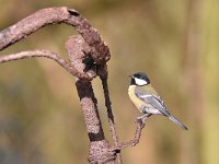 Parus major 63, Koolmees, Saxifraga-Luuk Vermeer