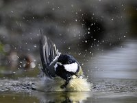 Parus major 65, Koolmees, Saxifraga-Luuk Vermeer