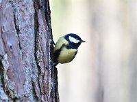 Parus major 77, Koolmees, Saxifraga-Luuk Vermeer