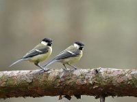 Parus major 81, Koolmees, Saxifraga-Luuk Vermeer