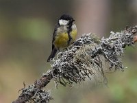 Parus major 82, Koolmees, Saxifraga-Luuk Vermeer