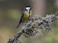 Parus major 83, Koolmees, Saxifraga-Luuk Vermeer