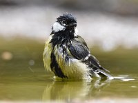 Parus major 87, Koolmees, Saxifraga-Luuk Vermeer