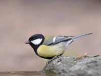 Parus major 89, Koolmees, Saxifraga-Luuk Vermeer