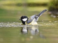 Parus major 94, Koolmees, Saxifraga-Luuk Vermeer