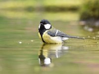 Parus major 95, Koolmees, Saxifraga-Luuk Vermeer