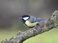 Parus major 97, Koolmees, Saxifraga-Luuk Vermeer