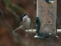 Parus palustris 10, Glanskop, Saxifraga-Luc Hoogenstein