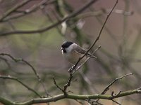 Parus palustris 12, Glanskop, Saxifraga-Luc Hoogenstein