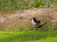 Parus palustris 13, Glanskop, Saxifraga-Jan Nijendijk