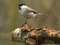 Parus palustris 15, Glanskop, Saxifraga-Theo Verstrael