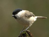 Parus palustris 16, Glanskop, Saxifraga-Theo Verstrael