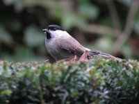 Parus palustris 17, Glanskop, Saxifraga-Henk Sierdsema