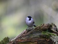 Parus palustris 18, Glanskop, Saxifraga-Luuk-Vermeer