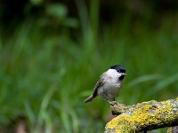 glanskop  glanskop in  de Haspel : Parus palustris