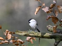 Parus palustris 20, Glanskop, Saxifraga-Luuk Vermeer