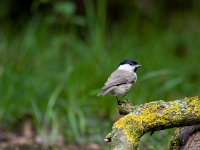 glanskop  glanskop in  de Haspel : Parus palustris