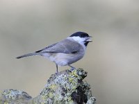 Parus palustris 30, Glanskop, Saxifraga-Luuk Vermeer