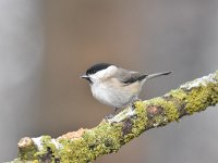 Parus palustris 39, Glanskop, Saxifraga-Luuk Vermeer