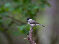 glanskop  glanskop in  de Haspel : Parus palustris