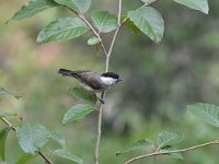 Parus palustris 43, Glanskop, Saxifraga-Luuk Vermeer