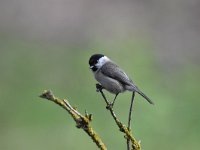 Parus palustris 50, Glanskop, Saxifraga-Luuk Vermeer