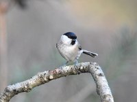 Parus palustris 57, Glanskop, Saxifraga-Luuk Vermeer