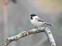 Parus palustris 58, Glanskop, Saxifraga-Luuk Vermeer